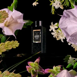 Jasmine Midnight Blooms
