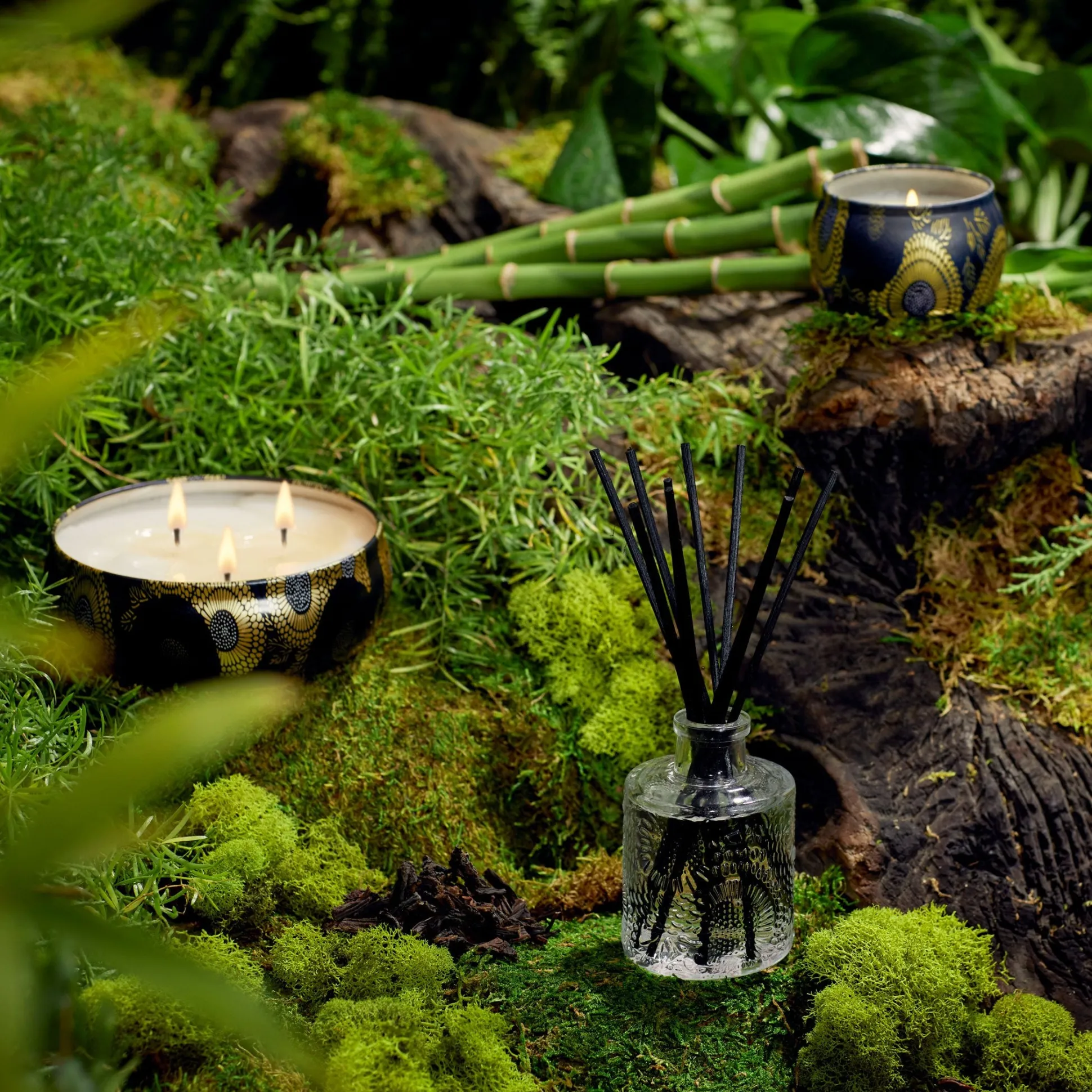 Moso Bamboo