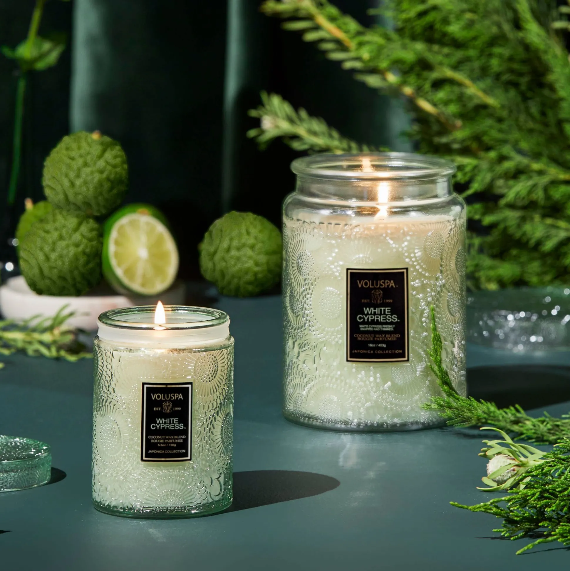 White Cypress