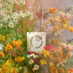 Wildflowers